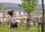 Foto: krusevacgrad.rs